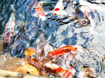 Fish swimming in pond