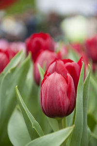 Close-up of red tulips