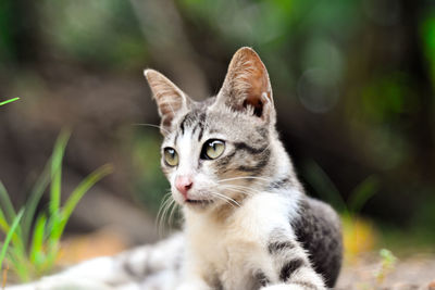 Portrait of tabby cat looking away outdoors