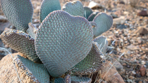 Close up view of succulent plant on field