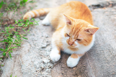 Close-up of a cat