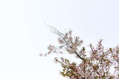 Low angle view of blooming tree against clear sky