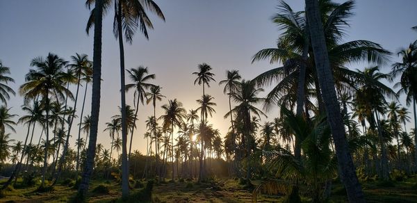 Palm trees against sky