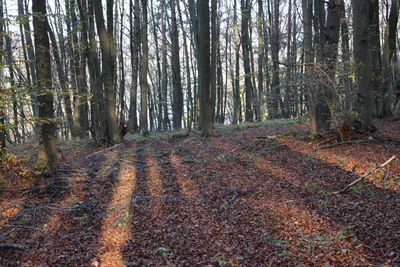 Trees in forest