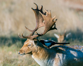 View of deer on field