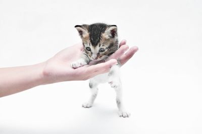 Cropped image of hand on kitten against white background