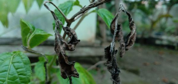 Close-up of plant hanging on tree