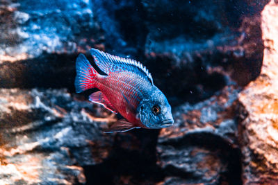 Close-up of fish swimming in sea