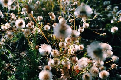 Close-up of white flowers blooming in field