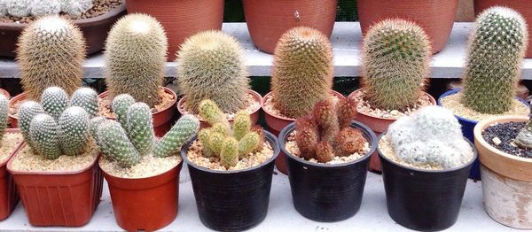 Various potted cactus in garden