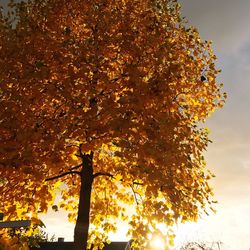 Low angle view of tree against sky