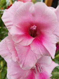 Close-up of pink rose