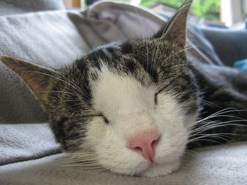 Close-up of cat sleeping