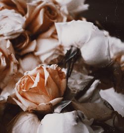 Close-up of white roses