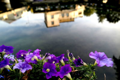 Close-up of purple flowers blooming by river