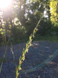 Close-up of plant on land