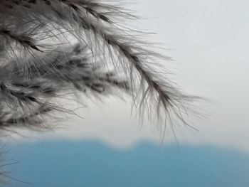 Close-up of flower against sky