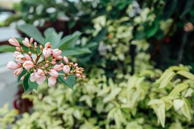 Close-up of pink flowering plant