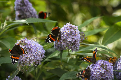 Close-up of butterfly on purple flower