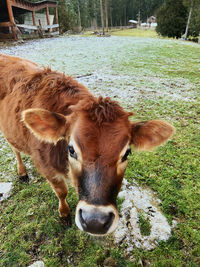 Close-up of cow standing on field