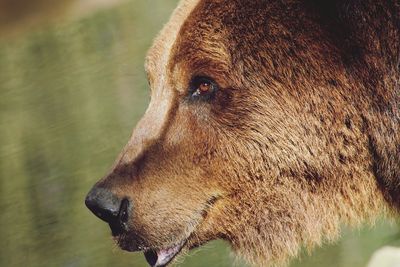 Close-up of grizzly bear