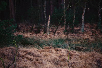 Trees growing in forest