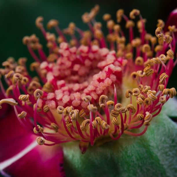 flower, freshness, petal, close-up, flower head, focus on foreground, fragility, selective focus, pink color, beauty in nature, red, growth, nature, no people, tulip, blooming, indoors, plant, pink