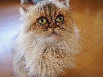 Close-up portrait of cat