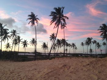 Palm trees growing at sandy beach against sky during sunset