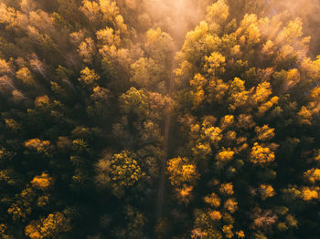 Forest road. beautiful autumn colors. sunset.