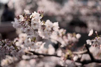 Close-up of white cherry blossom tree