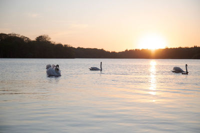 Swans swimming in lake against sky during sunset