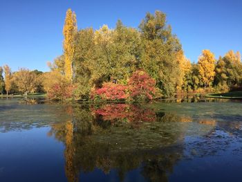 Trees by lake against blue sky during autumn