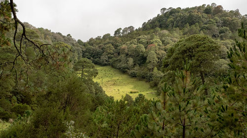 Scenic view of forest against sky