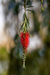 Close-up of plant