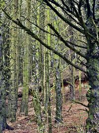 Low angle view of bamboo trees in forest