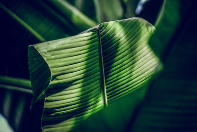 Close-up of green leaf on plant