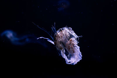 Close-up of jellyfish swimming in sea