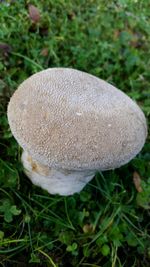 Close-up of mushroom growing on tree trunk