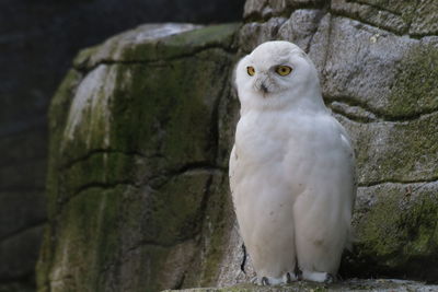 Close-up portrait of eagle