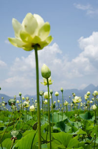Close-up of flowers blooming in field