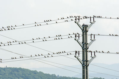 Low angle view of birds perching on cables against sky