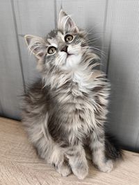 pet