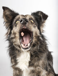 Close-up of dog against white background