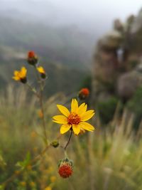 Close-up of yellow flowering plant on field