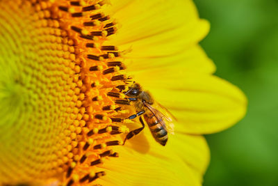 Close-up of bee pollinating on yellow flower