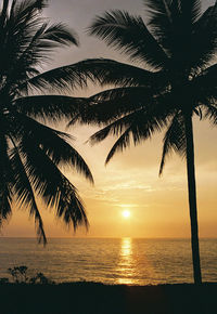 Silhouette palm tree by sea against sky during sunset