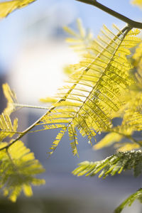 Close-up of leaves against sky