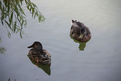 Ducks at the lake