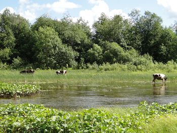 Horses on field by lake against sky